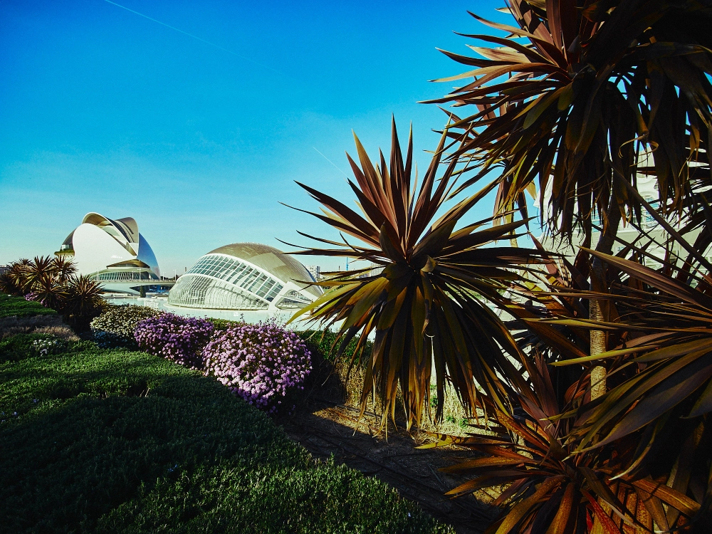 Wide-angle architectural view of the City of Arts and Sciences in Valencia with palm trees and futuristic white buildings under a clear blue sky.
