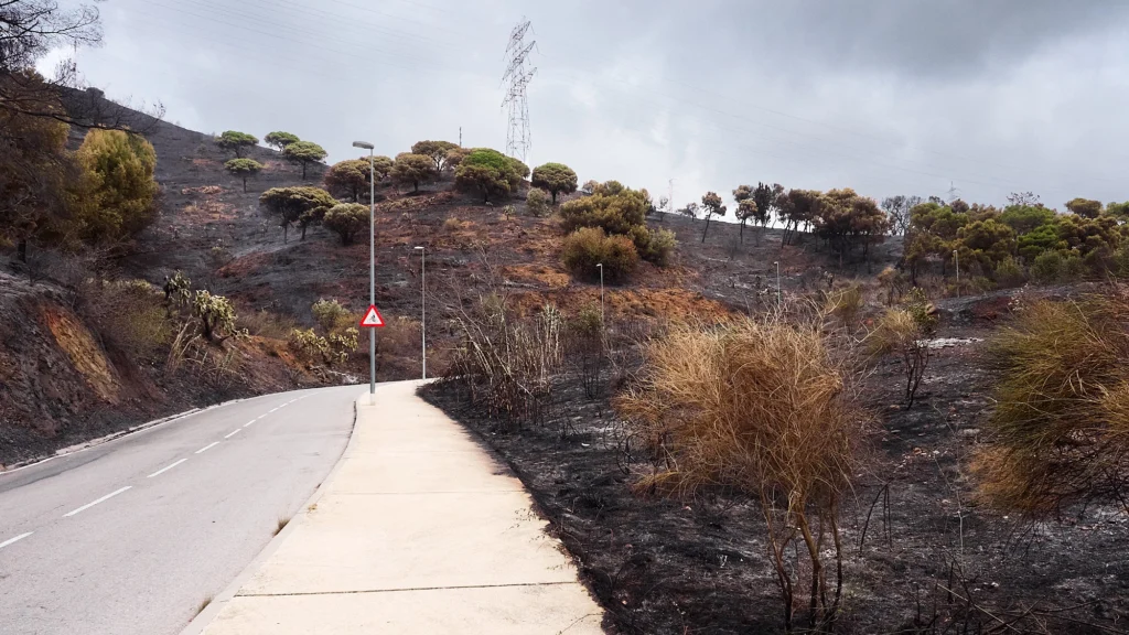 Scorched vegetation and burnt ground after a wildfire in Catalonia